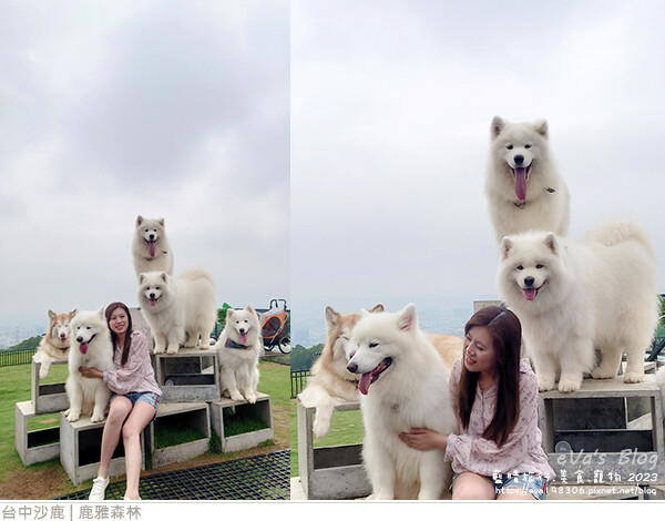 鹿雅森林-10.jpg 鹿雅森林-10.jpg