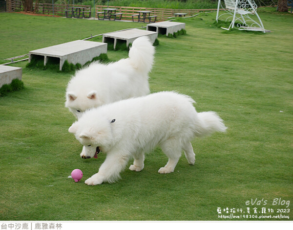 鹿雅森林-17.jpg 鹿雅森林-17.jpg