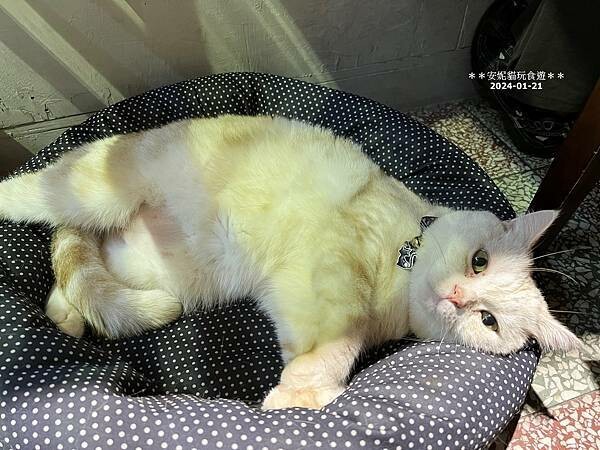 新竹市東區【新竹。東門市場】新竹最強布丁就隱身在東門市場裡.艾比兒甜點