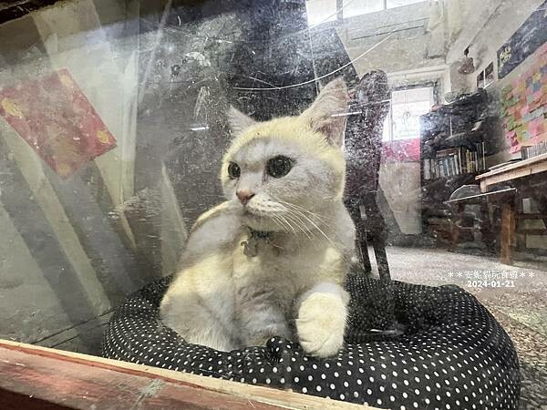 新竹市東區【新竹。東門市場】新竹最強布丁就隱身在東門市場裡.艾比兒甜點