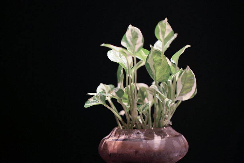 高雄美食 – Temperature 溫度劑 x 米其林2023年新入選餐廳