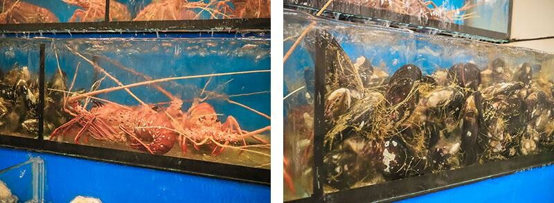 竹北牛13海鮮塔 藍鑽蝦、龍蝦、黃金蟹、淡菜現點現蒸 免開瓶費免服務費公司聚餐、尾牙最牛B