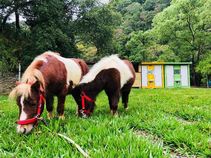 赫利豐岳露營區|豪華星球帳、可愛迷你馬-3 赫利豐岳露營區|豪華星球帳、可愛迷你馬-3