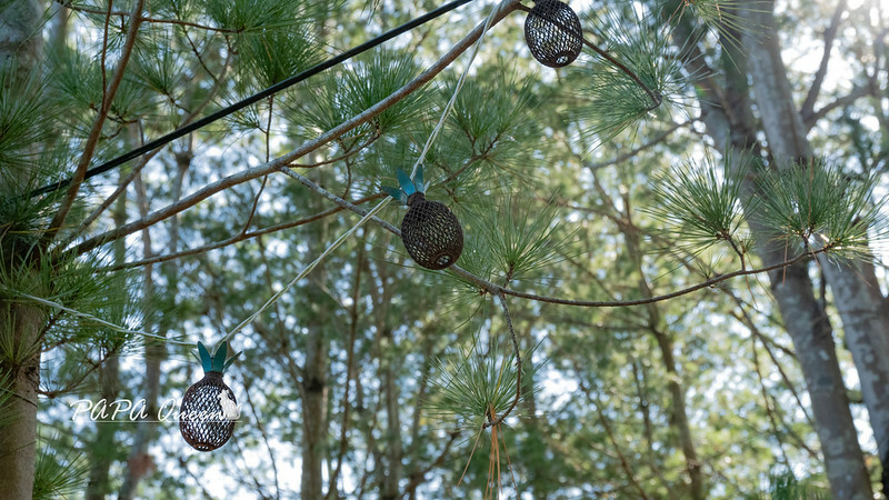 台中市北屯區文之森 蔬食餐飲圖書館| 麻辣干鍋…是素食庭園餐廳