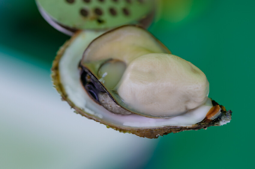 頤夫咖啡 – 200元烤蚵吃到飽