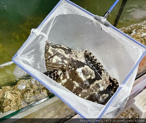 布袋海鮮餐廳推薦 布袋海鮮(林)A1店 活跳海鮮,大口吃看這裡~