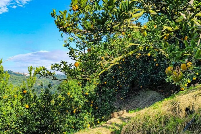 最新台中蔦屋書店TSUTAYA BOOKSTORE開幕啦！就在LaLaport北館並結合WIRED CHAYA茶屋，文具、日系小物控還不