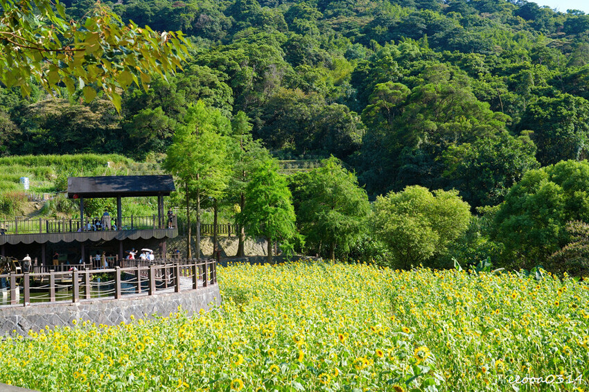 貓空樟樹步道「山上豆花」，燒麻糬、粉圓冰、鳳梨冰也大人氣，貓