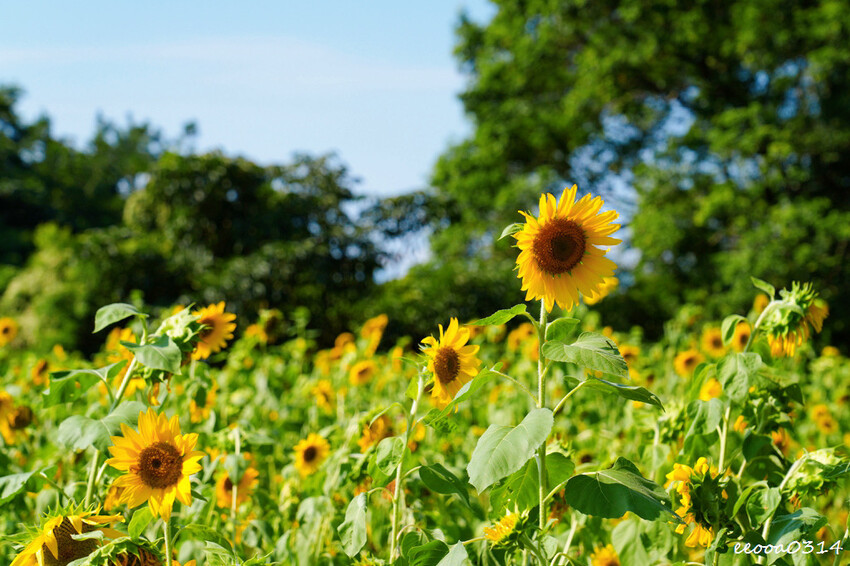 貓空樟樹步道「山上豆花」，燒麻糬、粉圓冰、鳳梨冰也大人氣，貓