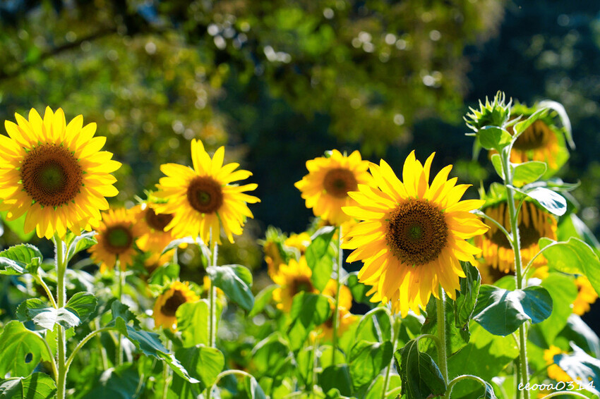 貓空樟樹步道「山上豆花」，燒麻糬、粉圓冰、鳳梨冰也大人氣，貓