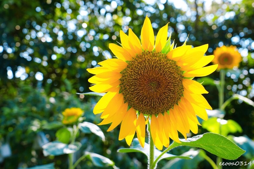 貓空樟樹步道「山上豆花」，燒麻糬、粉圓冰、鳳梨冰也大人氣，貓