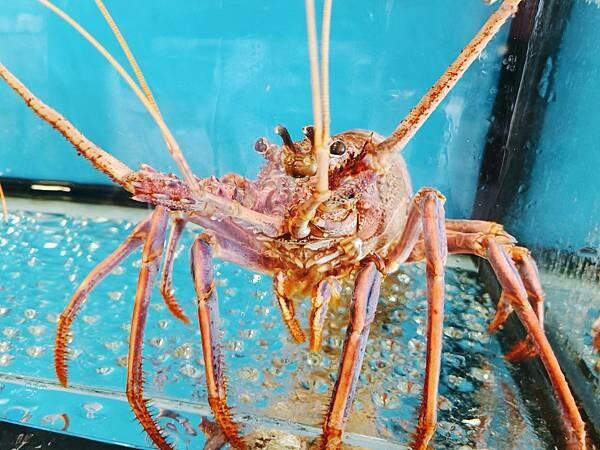 [ 新竹海鮮餐廳 ] 千八料亭-八海宴。鮮嫩的活海鮮料理有著味覺的饗宴滿滿正港的海味/日本鹽烤黑喉魚/慶生聚餐好去處/南寮漁港