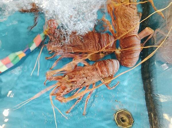 [ 新竹海鮮餐廳 ] 千八料亭-八海宴。鮮嫩的活海鮮料理有著味覺的饗宴滿滿正港的海味/日本鹽烤黑喉魚/慶生聚餐好去處/南寮漁港