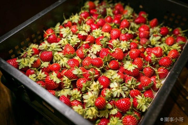 中壢拉麵吃到飽-山禾堂草莓祭正式登場！產地新鮮直送的草莓還有各式各樣的拉麵讓同學們吃個過癮！看是想吃香菜拉麵還是皮蛋拉麵都有喔喔喔！（邀約 @圍事小哥的幸福相框