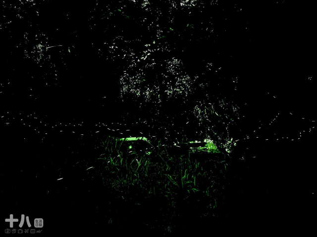 【新竹旅遊】蟬說：霧語WooYuu｜深刻感受大自然帶來的禮物，有雲霧繚繞的美、無邊際的滿天星空與螢火蟲季的點燈之旅。使用折扣碼wy4655享95折優惠