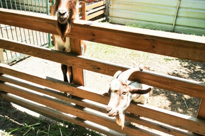 彰化。溪湖》漢強麵館。溪湖在地麵攤