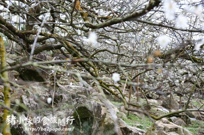 彰化。溪湖》漢強麵館。溪湖在地麵攤