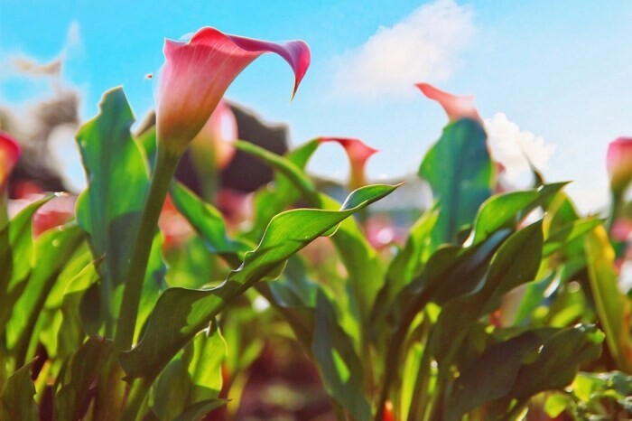 恆春美食｜墾丁美食｜恆。好蔬食餐廳&畫廊｜享美味的蔬食料理又能賞藝術品