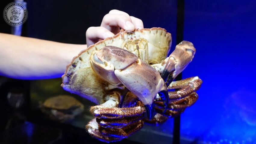 【 三峽日本料理 】父親節還找不到去哪慶祝嗎？來東街日本料理絕對是最好的選擇，不論是日本料理、合菜、桌