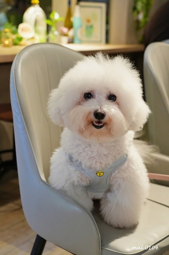 蘆洲美食｜JJE Ceremony Cafe&kitchen～是早午餐、餐酒館也是家寵物友善餐廳，為平凡的生活注入點儀式感