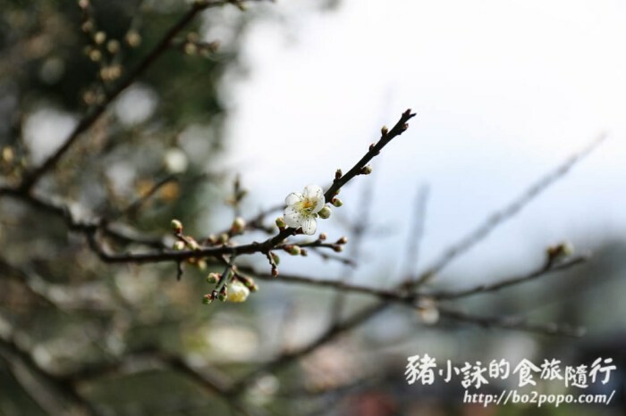 南投。魚池》台灣真美日月潭會館。水社碼頭。高樓層面湖景觀佳。