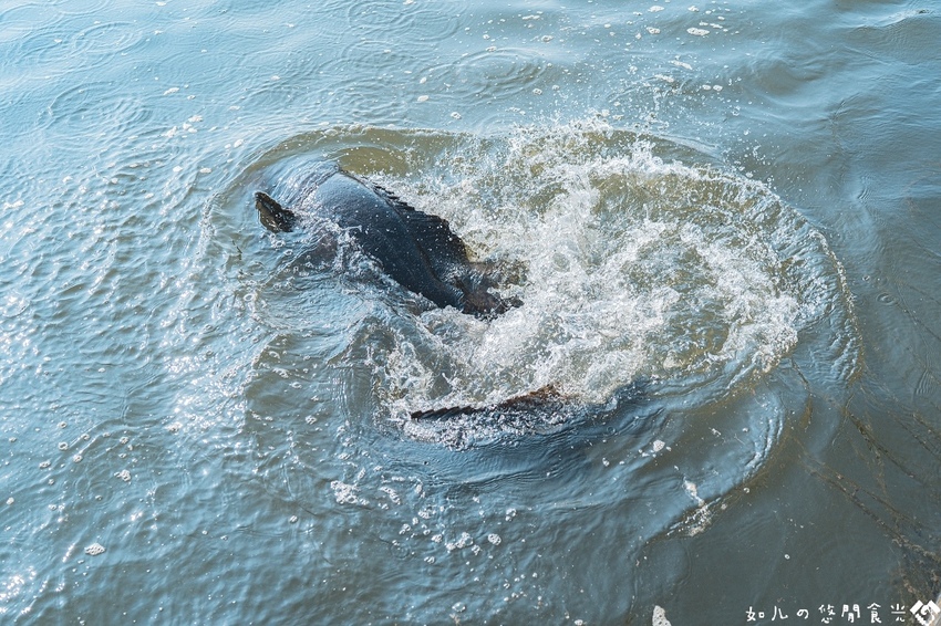 【屏東旅遊／景點】枋寮一日農漁村小旅行｜走讀新龍社區感受龍之美、體驗一日漁夫、欣賞山海美景｜親子旅遊