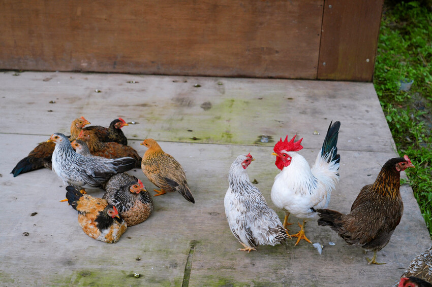 南投親子露營「溪部好呆庄」,主題露營車、親子四人房,溪邊玩水