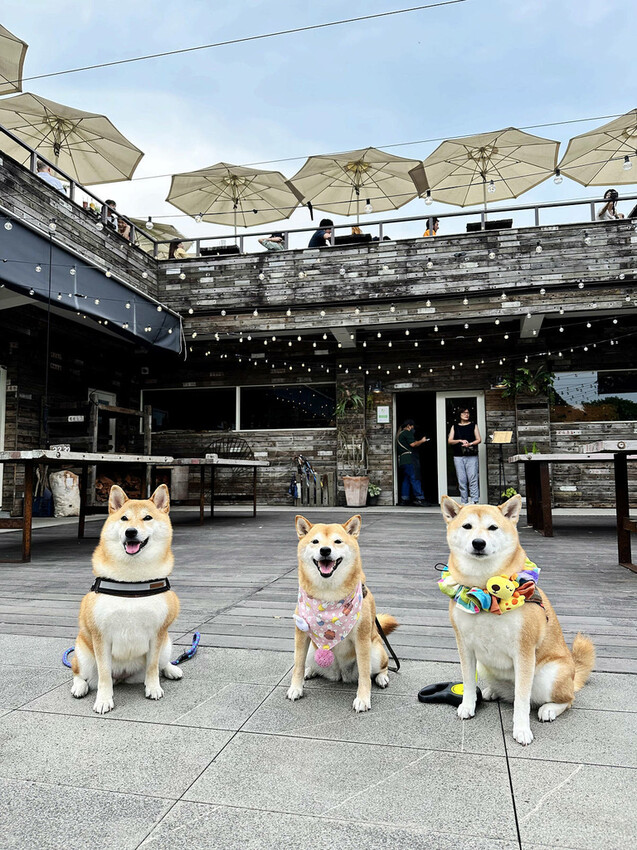 「笑ㄟ咖啡」宜蘭南方澳海景餐廳，坐擁內埤情人灣的無敵海景，踩
