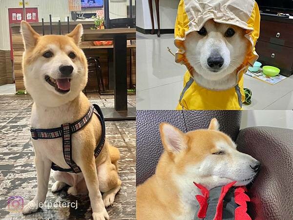 (三重便當)柴霸煮~2023新開幕三重便當新選擇!蒜泥白肉量 (三重便當)柴霸煮~2023新開幕三重便當新選擇!蒜泥白肉量