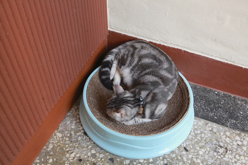 台南市北區吃。台南|北區。「稲満珈琲 Inamitsu Cafe」寵物友善餐廳,征戰世界各地咖啡拉花冠軍,隱身在巷弄老宅美味