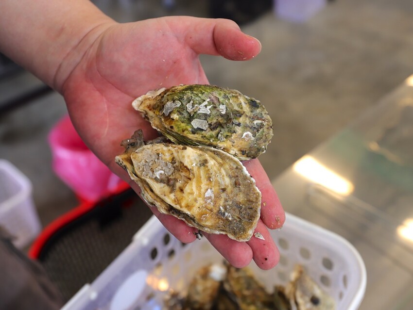 嘉義吃到飽推薦/龍海全蚵宴399鮮蚵吃到飽：嘉義高跟鞋教堂旁CP值最高!炭烤鮮蚵任你吃到飽/20多道熱炒料理.海鮮炸物.特色冷盤.暖胃熱湯通通任你吃/新開幕不限時.超划算 - 進食的巨鼠