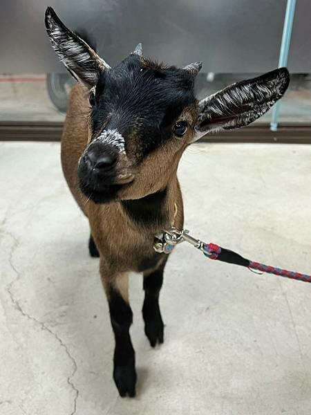 ＋（桃園羊肉爐）正港現宰羊肉爐～新鮮羊肉皮彈肉嫩、羊肉全餐熱