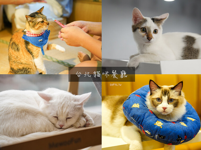 新店裕隆城商場美食推薦「TOK盡興食光」新開幕聚餐餐廳推薦 - 軟西，遊記