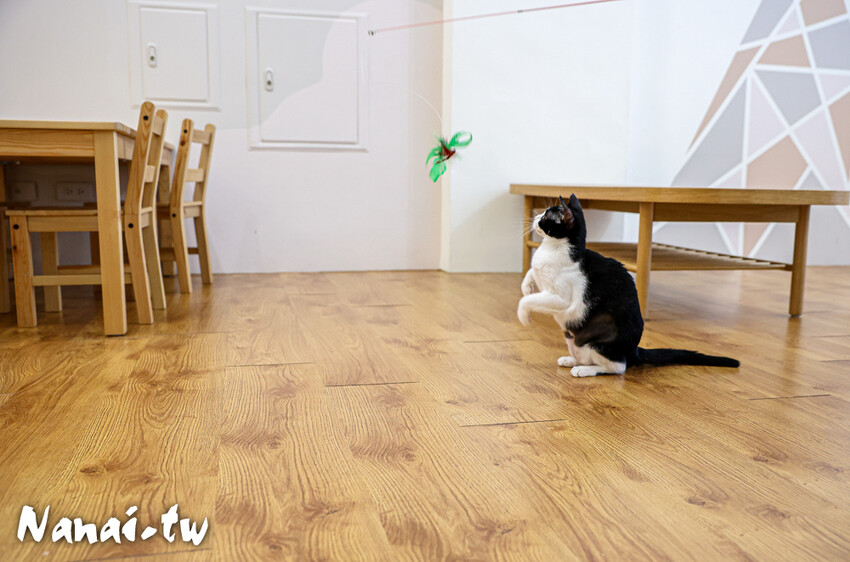 員林新店！藏在透天厝的貓互動店，被一群貓星人包圍超療癒，根本是貓控天堂，必點巨型港式舒芙蕾和金磚蜜糖吐司