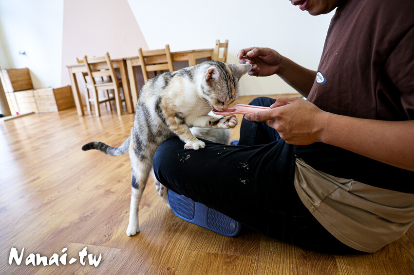 員林新店！藏在透天厝的貓互動店，被一群貓星人包圍超療癒，根本是貓控天堂，必點巨型港式舒芙蕾和金磚蜜糖吐司