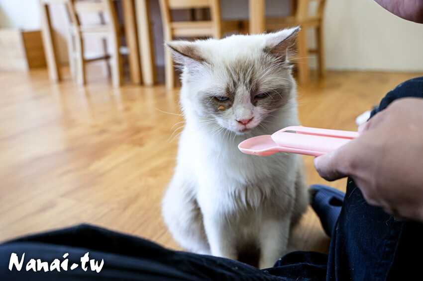 員林新店！藏在透天厝的貓互動店，被一群貓星人包圍超療癒，根本是貓控天堂，必點巨型港式舒芙蕾和金磚蜜糖吐司