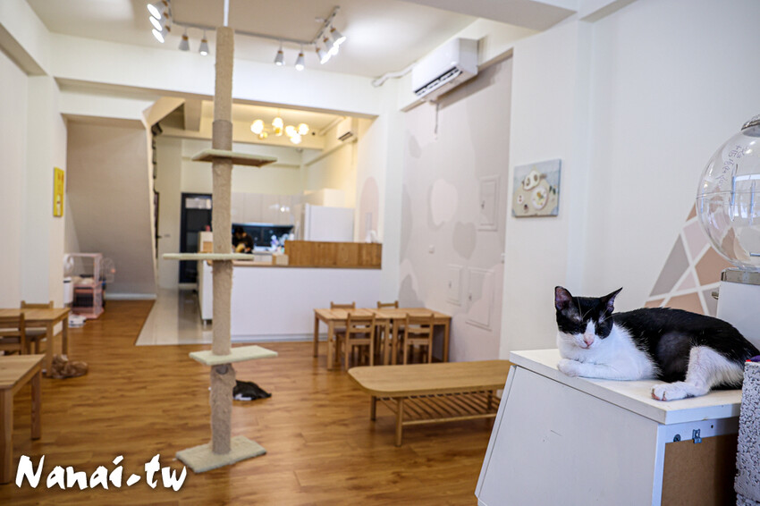 員林新店！藏在透天厝的貓互動店，被一群貓星人包圍超療癒，根本是貓控天堂，必點巨型港式舒芙蕾和金磚蜜糖吐司