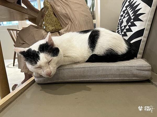 【基隆】貓町咖啡|融合三大名物的吉古拉堡,還有可愛貓咪駐點|