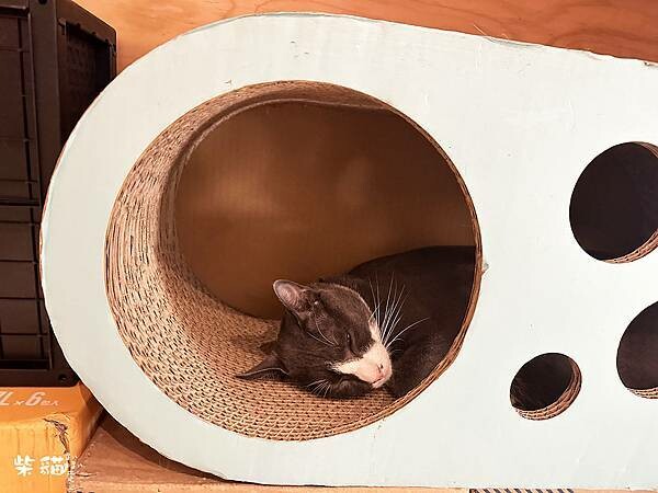 【基隆】貓町咖啡|融合三大名物的吉古拉堡,還有可愛貓咪駐點|