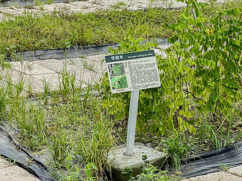 信國社區 – 金三角滇緬風情 x 一碗麵,一道菜,一場滇緬風情之旅