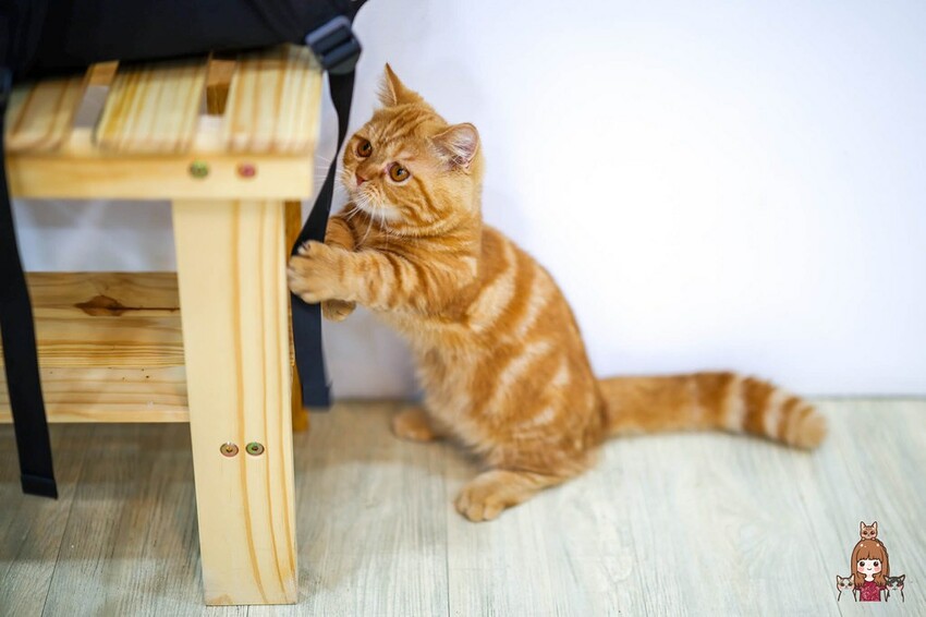 新開幕，新鮮現打果汁不加水不加糖，口感濃郁好喝！可愛店貓當家超療癒