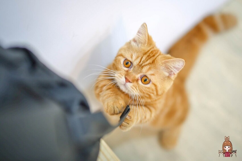 新開幕，新鮮現打果汁不加水不加糖，口感濃郁好喝！可愛店貓當家超療癒