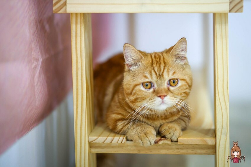 新開幕，新鮮現打果汁不加水不加糖，口感濃郁好喝！可愛店貓當家超療癒