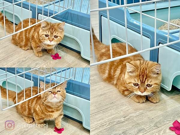 *（士林果汁）灰小丸果汁店～獨特西瓜水梨汁、超濃木瓜牛奶、火