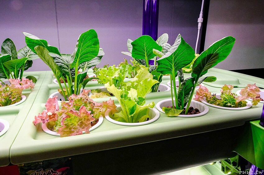 手拍牛肉堡滿滿肉香,貨櫃屋吧啦吧啦小餐館超低調,新增肉醬義麵、牛排義麵適合聚餐微醺!