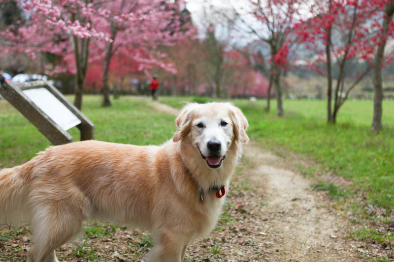 50-1272.jpg 50-1272.jpg