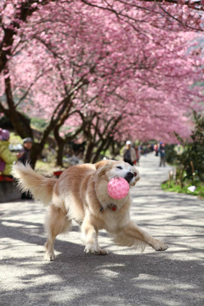 50-1477.jpg 50-1477.jpg