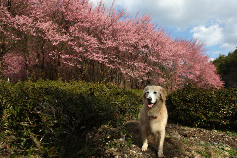 50-1430.jpg 50-1430.jpg