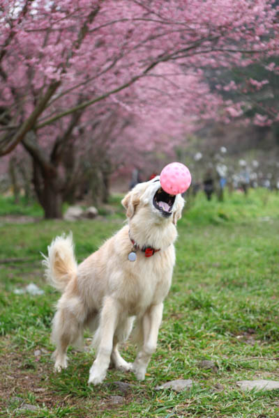 50-1219.jpg 50-1219.jpg