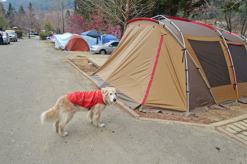 推車-1-75 推車-1-75